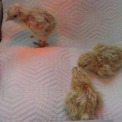 First Farm Babies